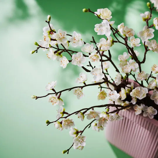 Blossom Plum - White 50cm - Product Image