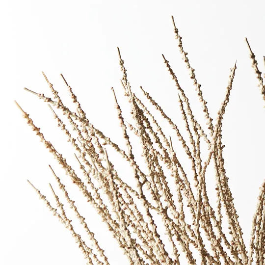 Palm Alexandra Fringe - Product Image