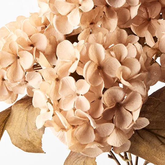 Hydrangea Bush - Champagne - Product Image
