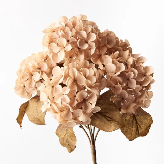 Hydrangea Bush - Champagne - Product Image