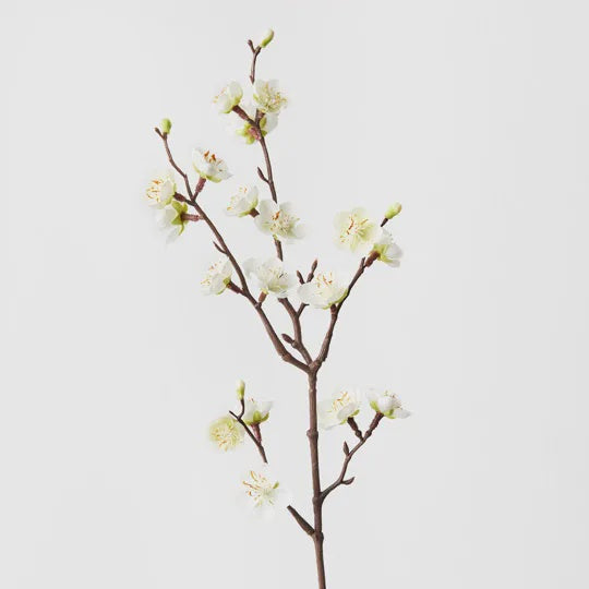 Blossom Plum - White 50cm - Product Image