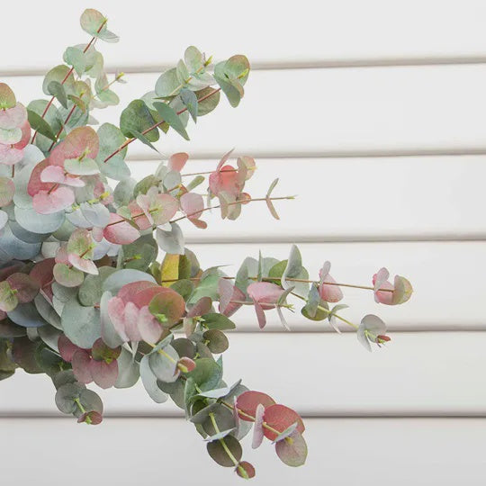 Eucalyptus Silver Dollar Grey Red 60cm - Product Image