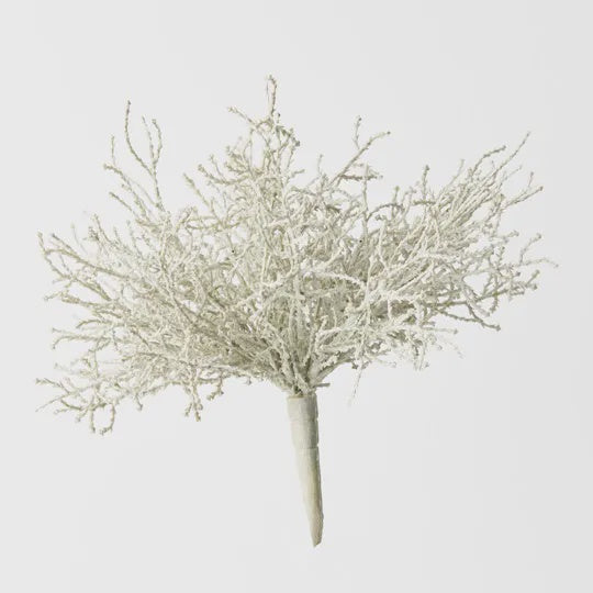 Santolina Bush in Grey - Product Image
