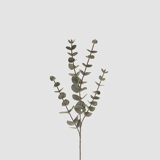 Eucalyptus Silver Dollar Dark Green 60cm - Product Image