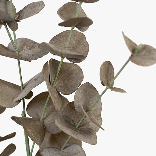 Eucalyptus Silver Dollar Coffee 86cm - Product Image
