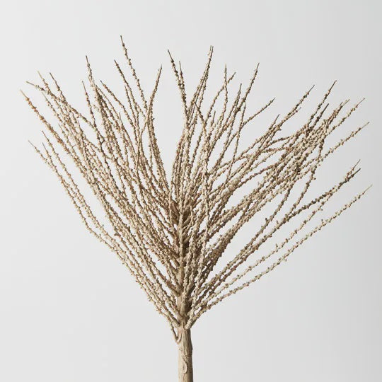 Palm Alexandra Fringe - Product Image