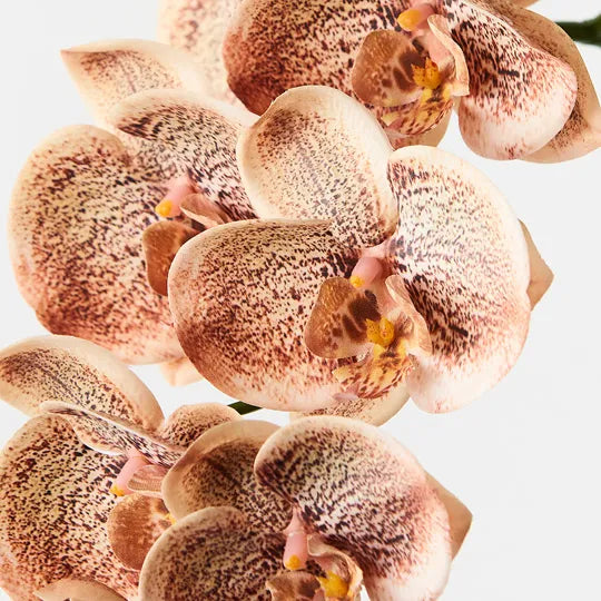 Orchid Phalaenopsis Spray Toffee 92cm - Product Image