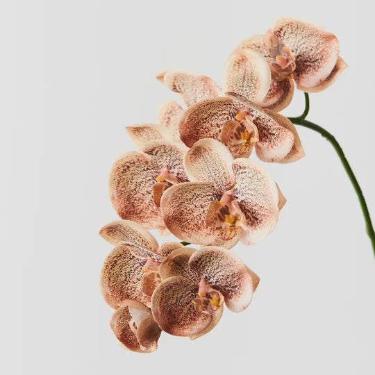 Orchid Phalaenopsis Spray Toffee 92cm - Product Image