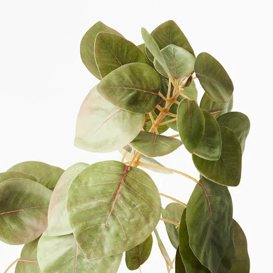 Smoke Bush Leaf Spray - Product Image