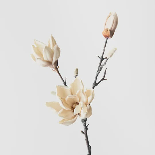 Magnolia Japanese Spray - Cream 79cm - Product Image