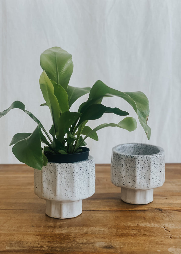 Quince Ceramic Pot - Product Image