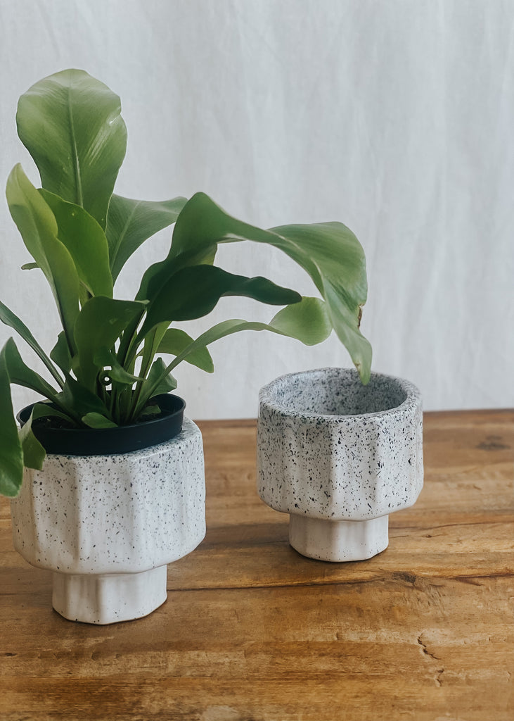 Quince Ceramic Pot - Product Image