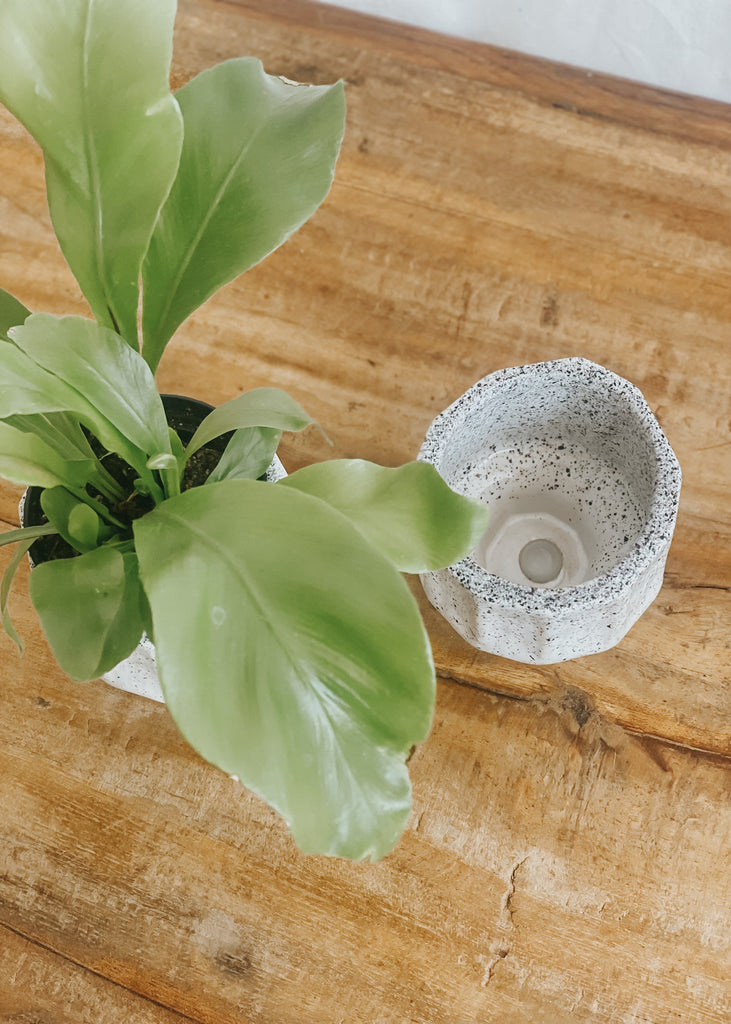 Quince Ceramic Pot - Product Image