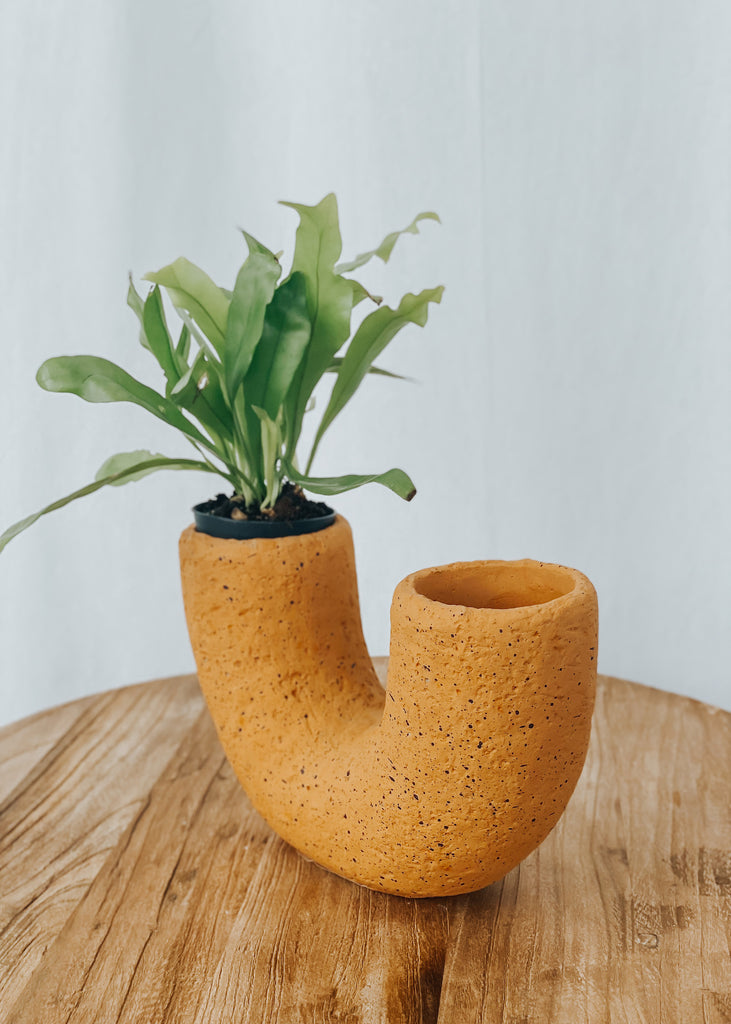 Saxon Cement Vase - Cantaloupe - Product Image