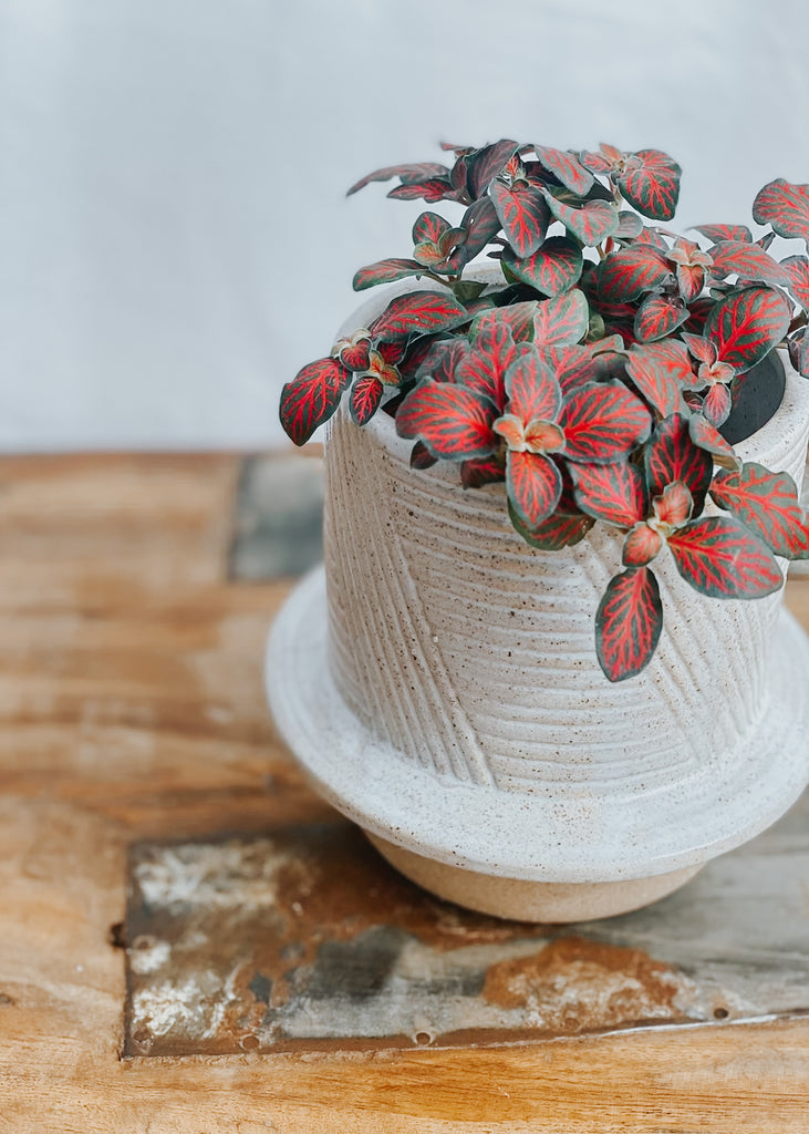Marsh Ceramic Pot Natural - Product Image