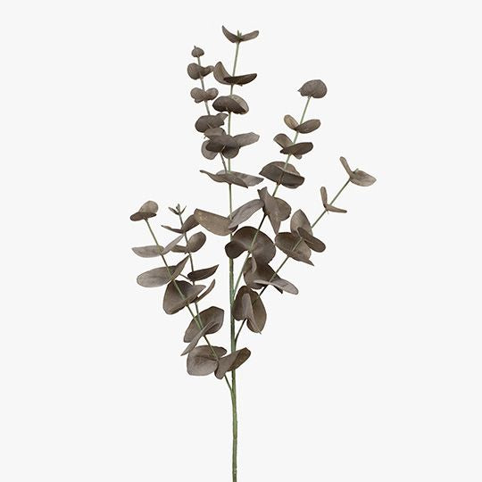 Eucalyptus Silver Dollar Coffee 86cm - Product Image