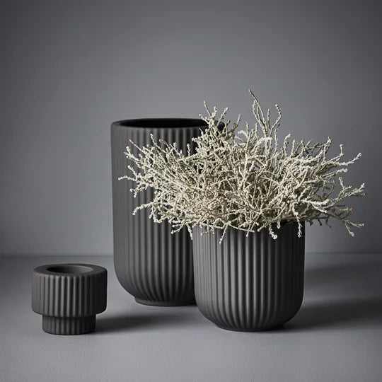 Santolina Bush in Grey - Product Image